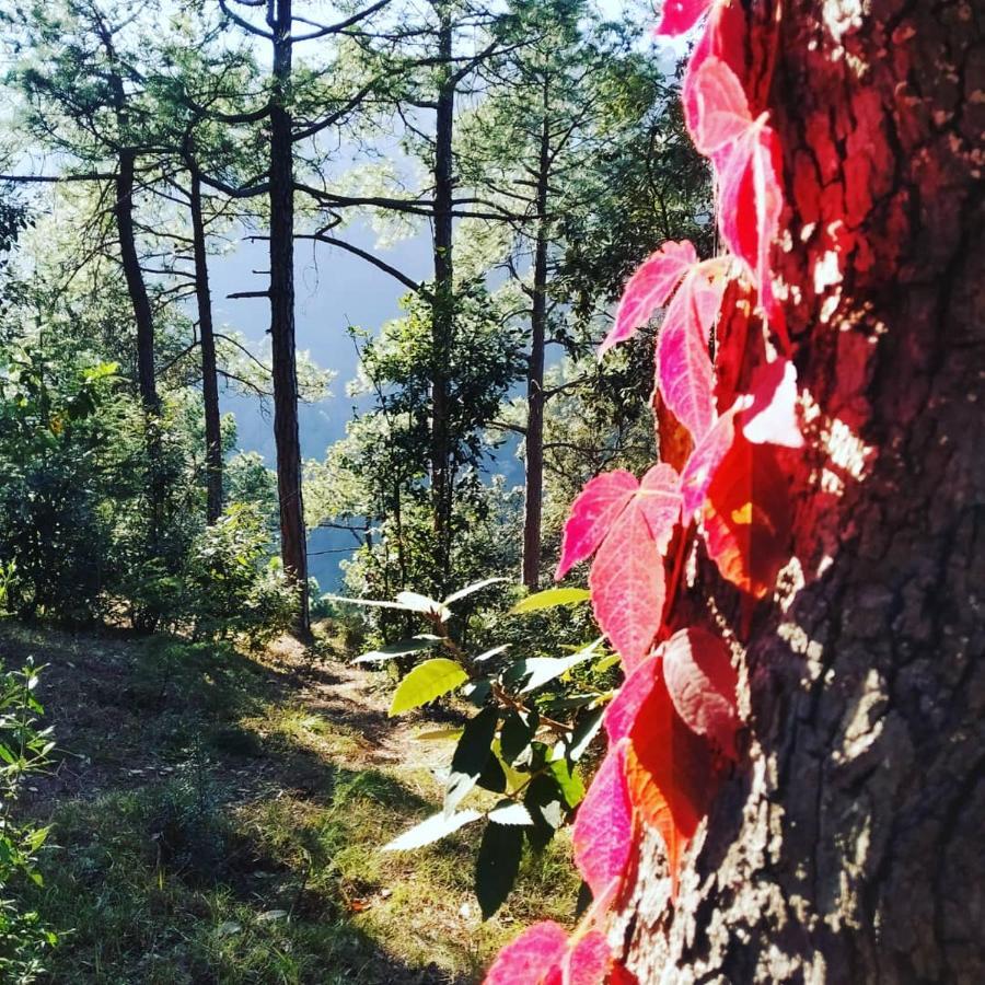 Shimla Pines Homestay Екстер'єр фото