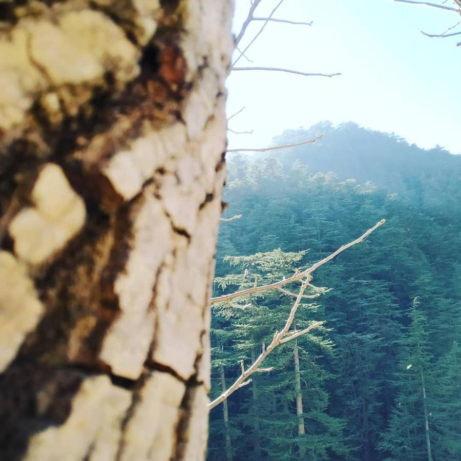 Shimla Pines Homestay Екстер'єр фото